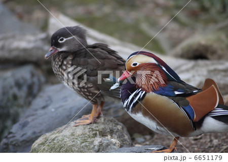 【オシドリ夫婦】 6651179