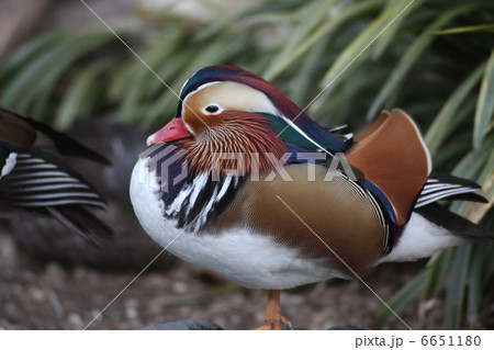 【オシドリ】 6651180