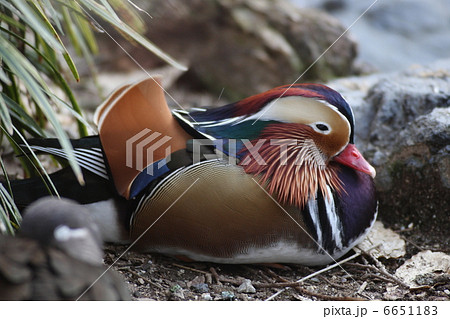 【オシドリ】 6651183