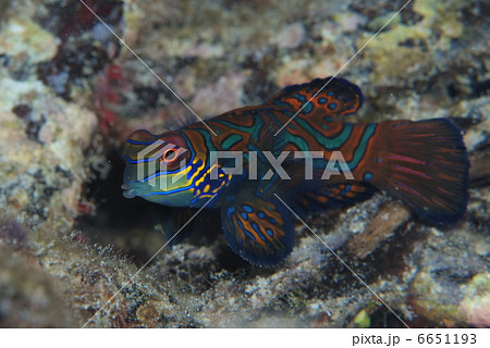 ニシキテグリ 6651193