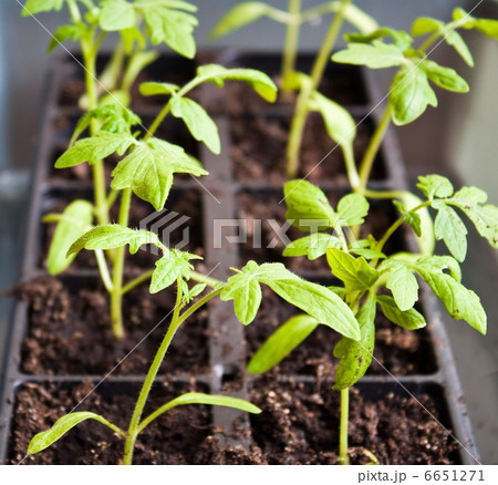 Tomato beginning 6651271