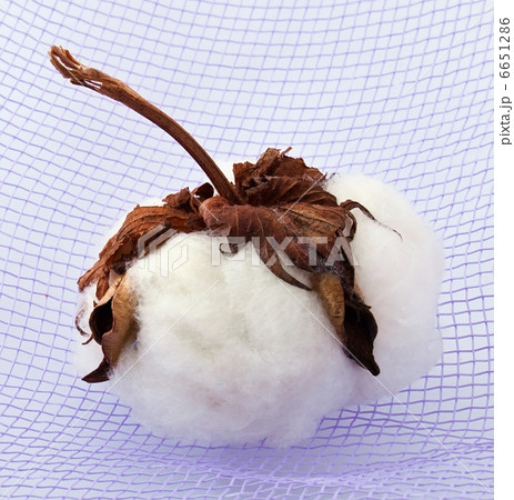 Cotton at textile Cotton at textile 6651286