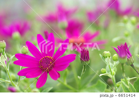 サイネリア(シネラリア) サイネリア(シネラリア) 6651414