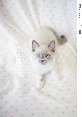 青い目の子猫02 6651468
