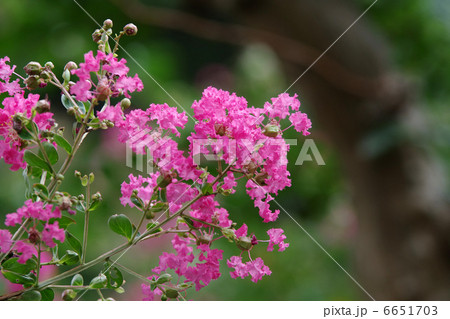 サルスベリの花 6651703