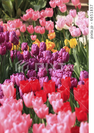 チューリップ チューリップ 6651837