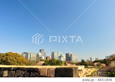 東御苑のサクラと丸の内のオフィスビル群 6651846