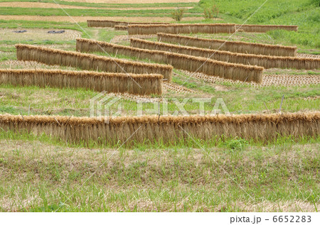 大山千枚田の稲架掛け 6652283