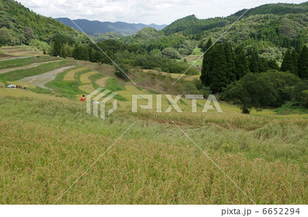 秋の大山千枚田 6652294