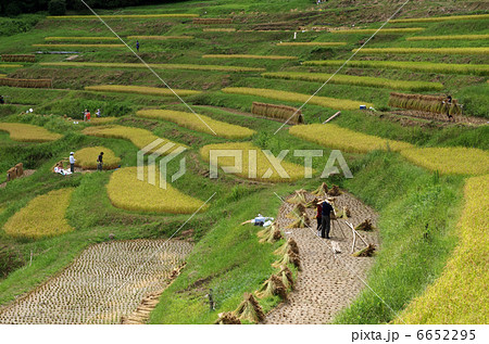 大山千枚田の稲刈り 6652295