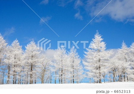 白銀の雪木立。山形・蔵王。２０１３年２月撮影 6652313