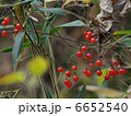 ヒヨドリジョウゴの実 6652540