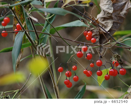 ヒヨドリジョウゴの実 ヒヨドリジョウゴの実 6652540