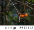 山柿 6652542