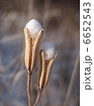 雪玉 6652543