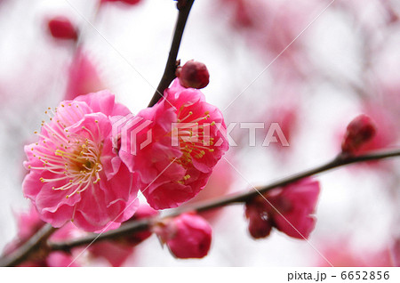 紅梅４ 6652856
