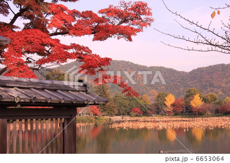 大覚寺 横 大沢池の紅葉 大覚寺 横 大沢池の紅葉 6653064
