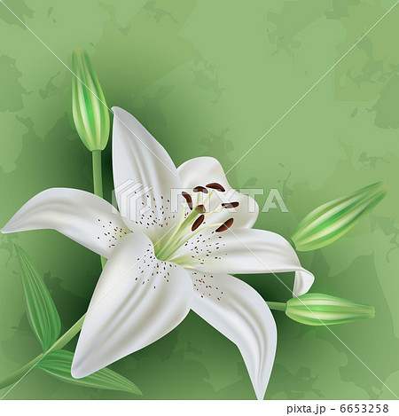 Vintage floral green background with flower lily Vintage floral green background with flower lily 6653258