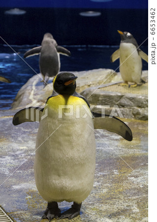 キングペンギン 6653462
