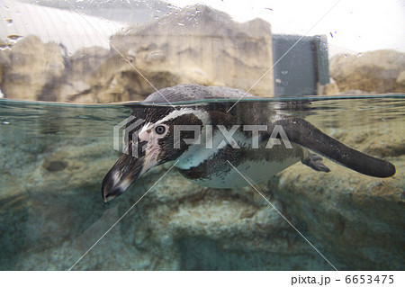 フンボルトペンギン 6653475