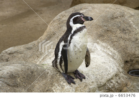 フンボルトペンギン フンボルトペンギン 6653476