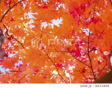 紅葉 紅葉 6653808