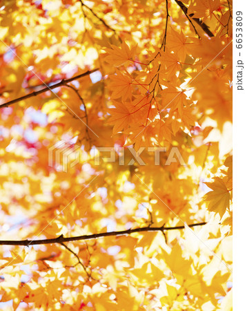 紅葉 紅葉 6653809