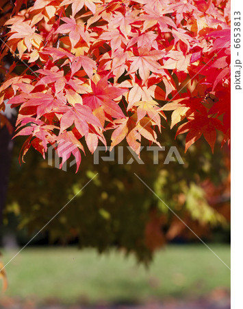 紅葉 6653813