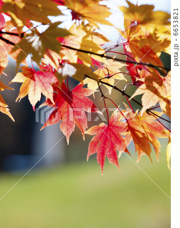 紅葉 6653821