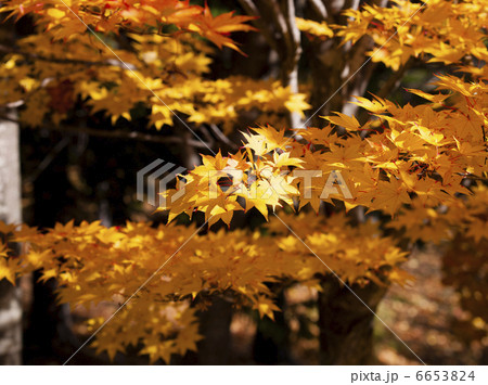紅葉 6653824