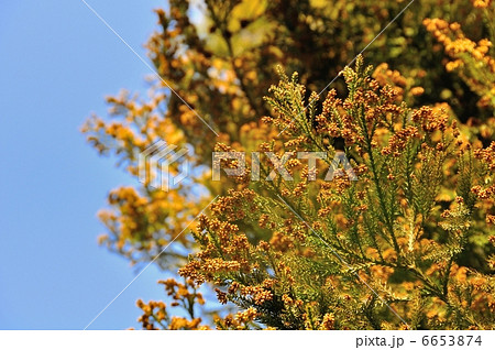 スギ花粉 6653874