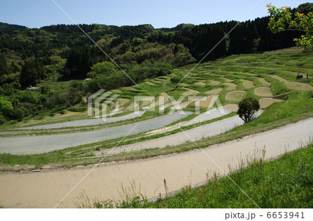5月の大山千枚田 5月の大山千枚田 6653941