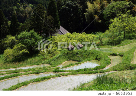 大山千枚田の積み藁 6653952