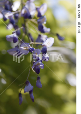 フジの花 6654100