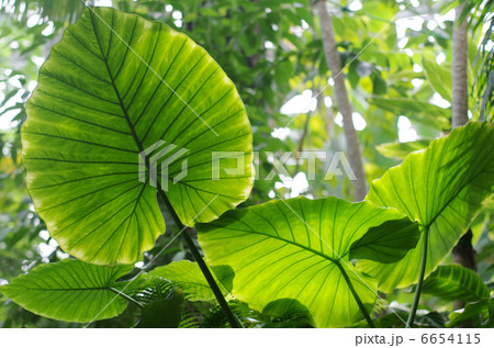 クワズイモ 6654115