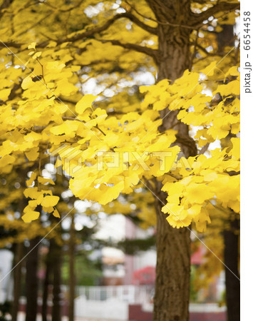 イチョウ(札幌 西岡公園) イチョウ(札幌 西岡公園) 6654458