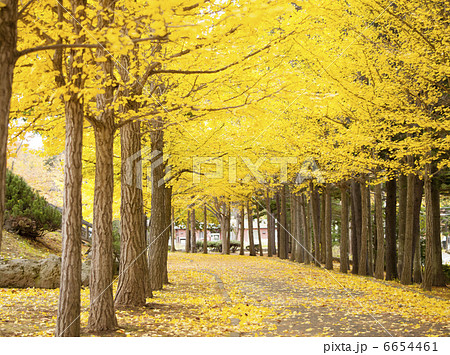 イチョウ（札幌　西岡公園） 6654461
