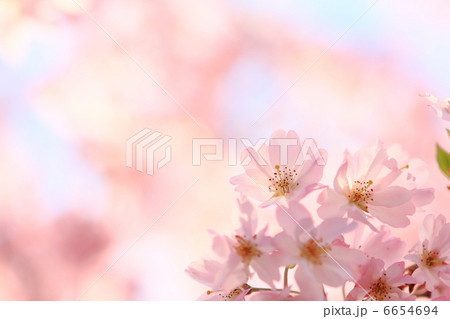 桜 桜 6654694