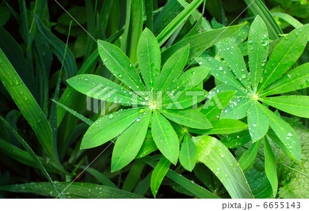 Rain drops on a leafs Rain drops on a leafs 6655143