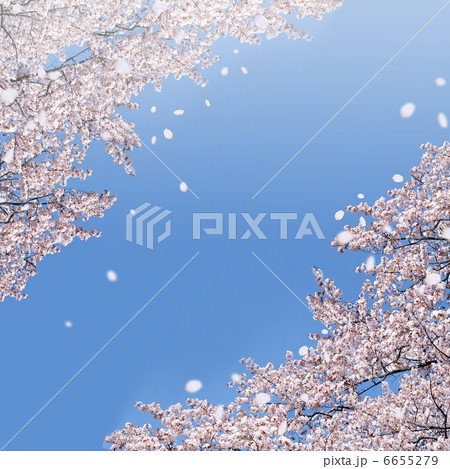 春 青空に舞う桜 のイラスト素材