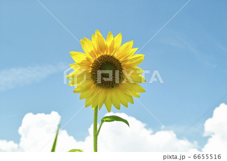 ヒマワリ 6655516