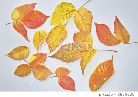 紅葉の葉 6655526