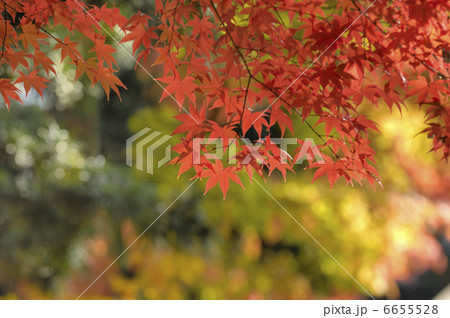 カエデ カエデ 6655528