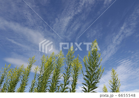 セイタカアワダチソウ 6655548