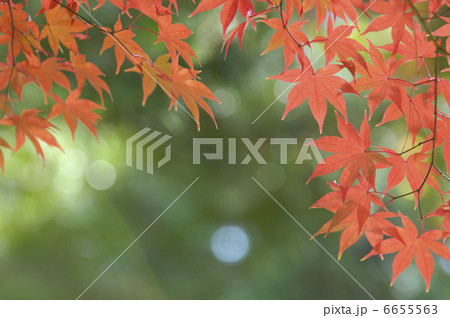 カエデ カエデ 6655563