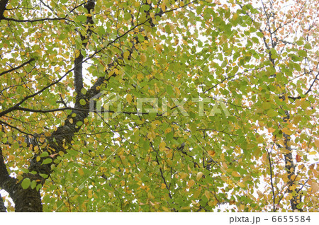 サクラの紅葉 サクラの紅葉 6655584