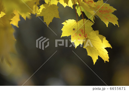 カエデの紅葉 カエデの紅葉 6655671