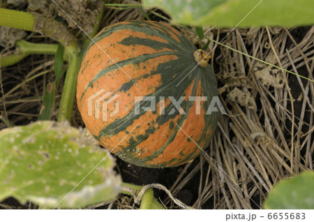カボチャ 6655683