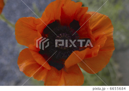 ケシの花 ケシの花 6655684