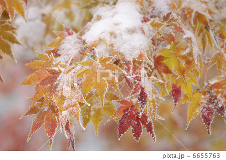 カエデ カエデ 6655763